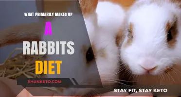 Rabbits' Diet: What Do They Actually Eat?