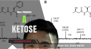 Understanding Ketose Production: Key Processes and Biological Mechanisms Explained