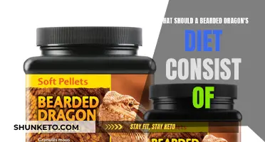 Bearded Dragon Diet: What to Feed Your Pet Lizard