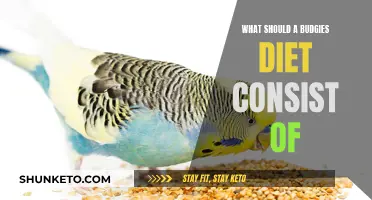 A Budgie's Diet: What Your Pet Bird Should Eat