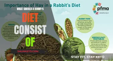 A Bunny's Diet: What to Feed Your Fluffy Friend