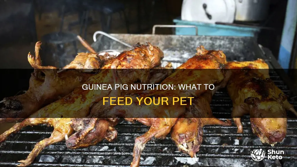 what should a guinea pig