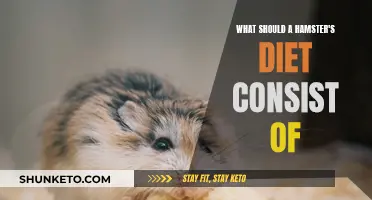 A Hamster's Diet: What to Feed and Avoid