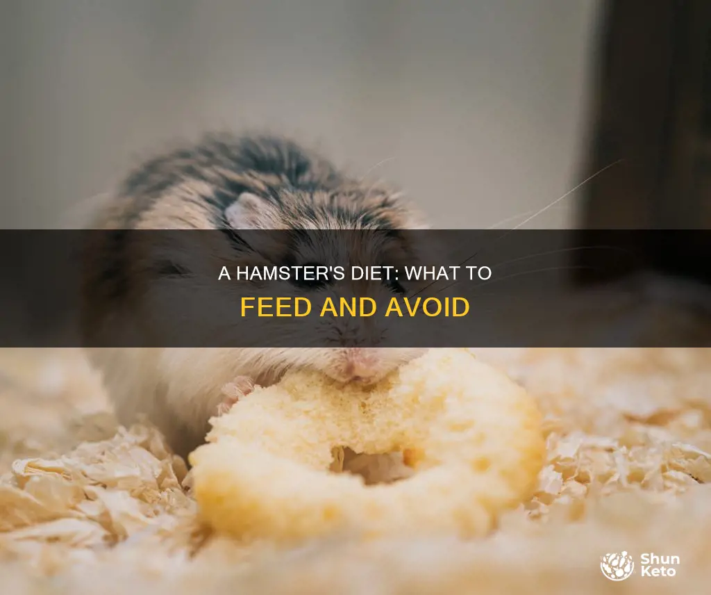 what should a hamster