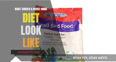 Bird Diet Basics: What to Feed Your House Pet
