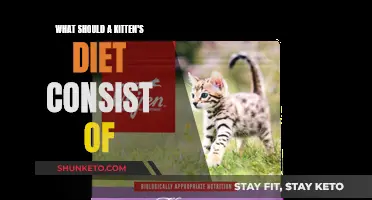 A Kitten's Diet: Essential Nutrition for Healthy Growth