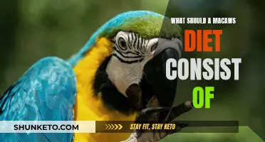 Macaw Diet: What Your Bird Should Eat