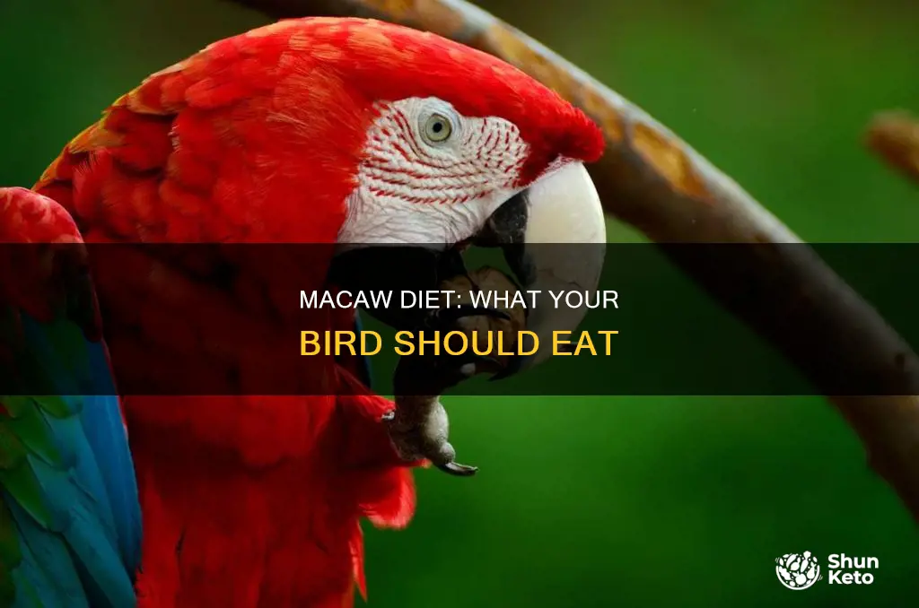 what should a macaws diet consist of