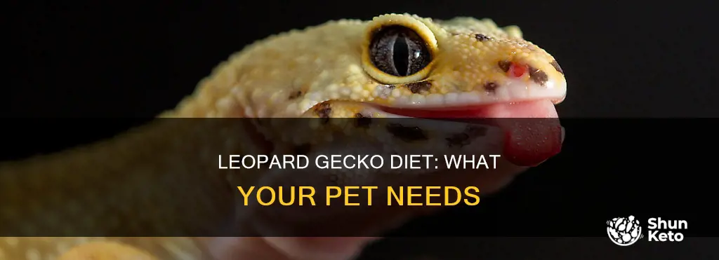 what should a pet leopard gecko