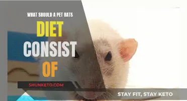 A Healthy Diet for Your Pet Rat