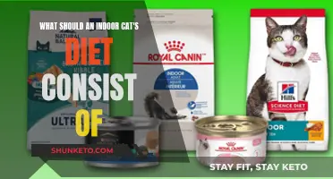 Indoor Cats' Diet: Nutrition Basics for Owners