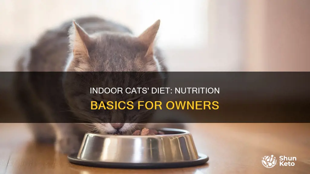 what should an indoor cat