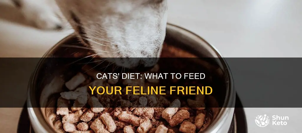 what should cat