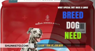 Large Breed Dogs: Special Diet Requirements