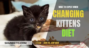 Transitioning Your Kitten's Diet: What You Need to Know