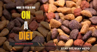 Healthy Dieting for Dogs: What to Feed and What Not to