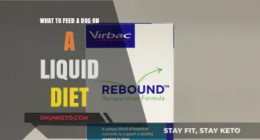 Liquid Diet for Dogs: What to Feed Your Pup