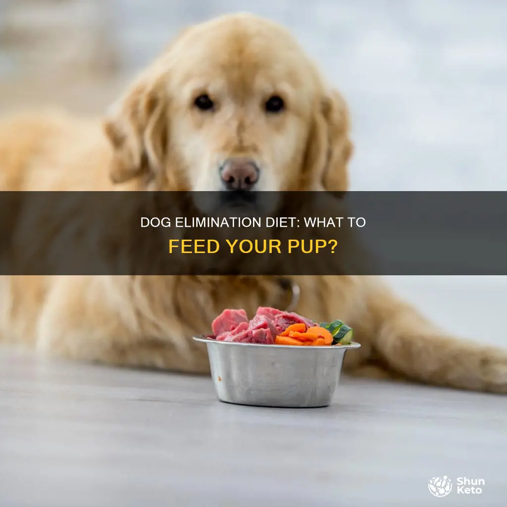 what to feed dog during elimination diet