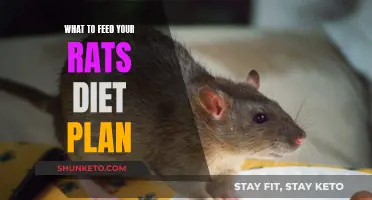 Nutrition Guide: Crafting a Balanced Diet for Your Rats