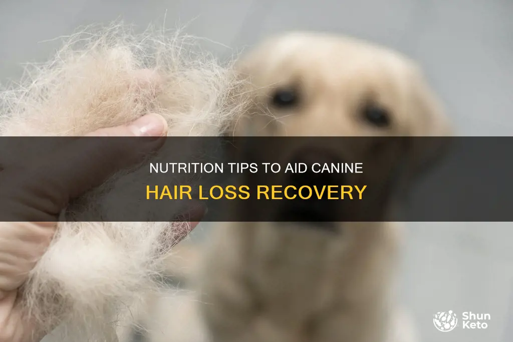 what to include in dogs diet for hair loss