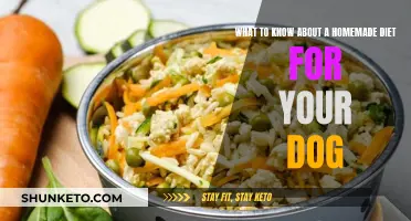 Homemade Dog Food: What You Need to Know