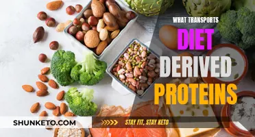 How Diet-Derived Proteins Travel Through the Body