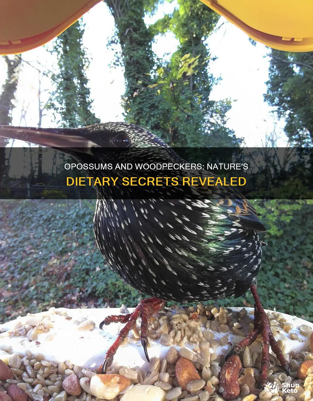 what type of diet do opossums and woodpeckers have