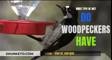 Woodpeckers' Unique Diet: A Nutritional Adventure