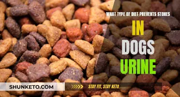 Preventing Urinary Stones in Dogs: The Right Diet