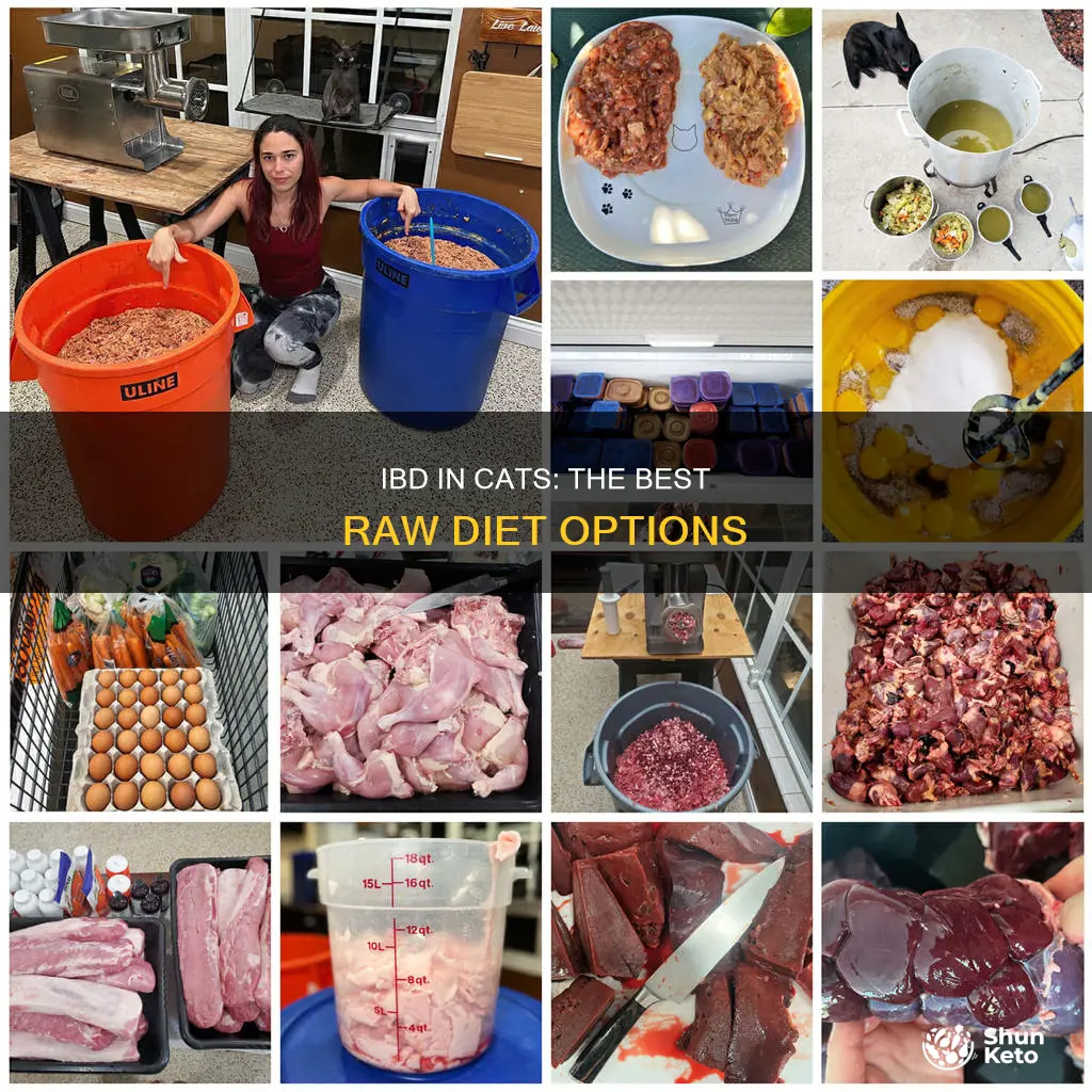 what type raw diet to feed cat with ibd