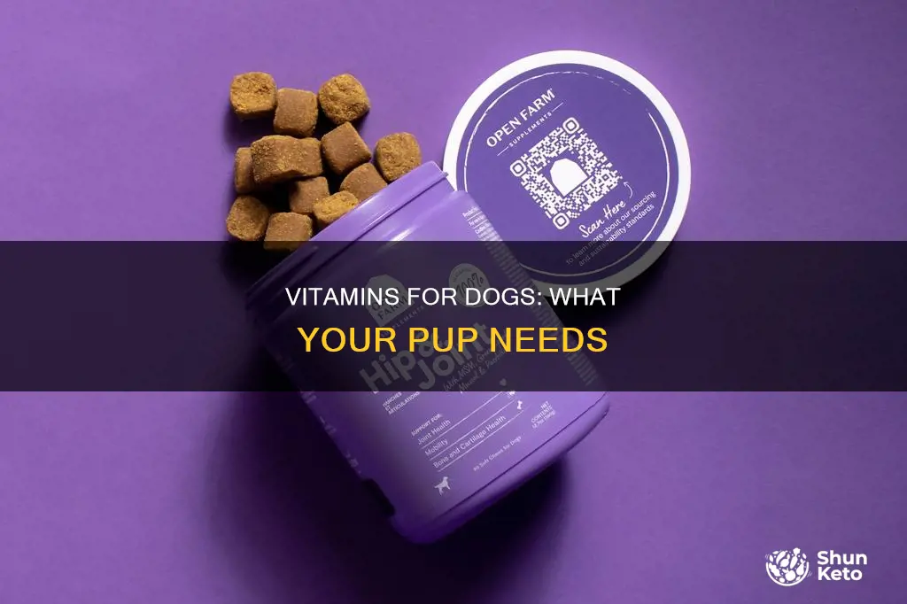 what vitamins do dogs need in diet