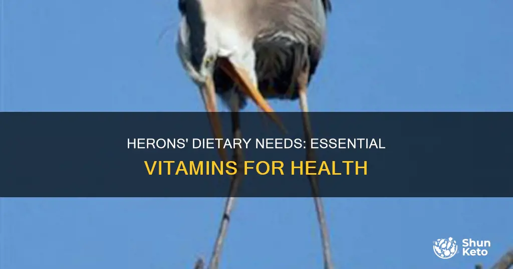 what vitamins to herons need in diet