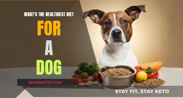 Feeding Your Dog: The Healthiest Diet Options
