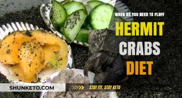 Hermit Crabs: Fluffing Diet Essentials