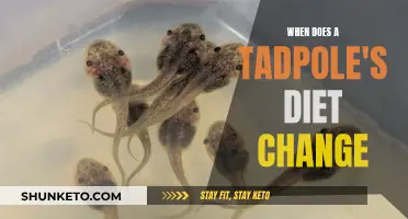 A Tadpole's Diet Transformation: From Eggs to Plants