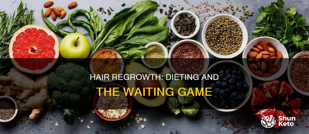 when does hair start growing back from dieting