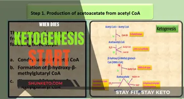 Ketogenesis: Understanding the Process and Its Timeline