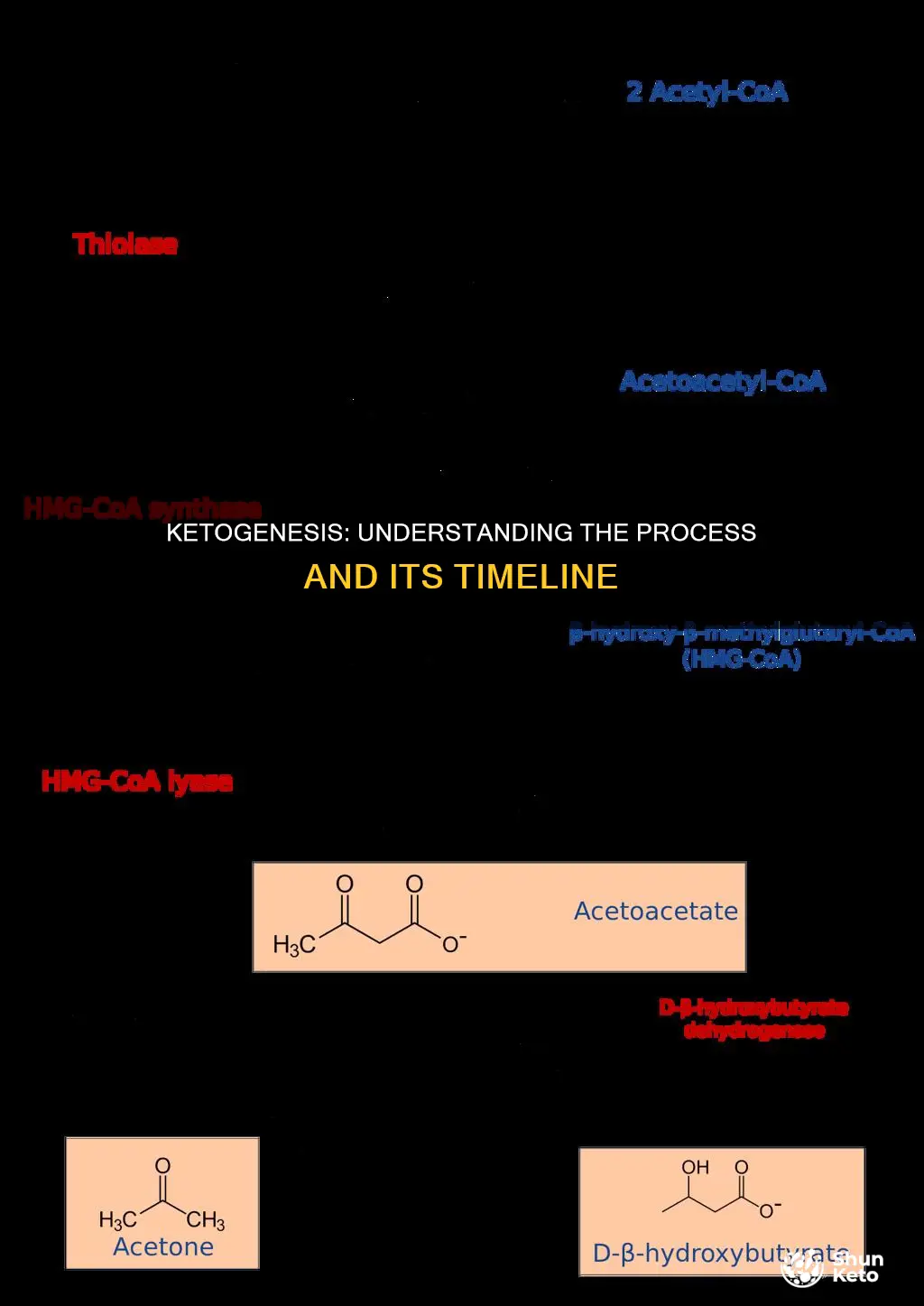 when does ketogenesis start