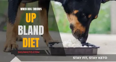 Dog Vomiting: When a Bland Diet Isn't Enough