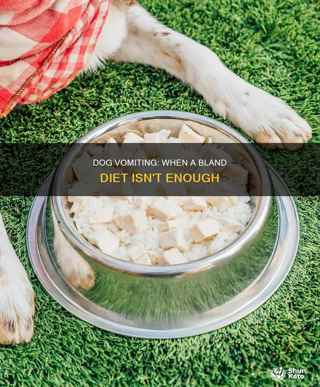 when dog throws up bland diet