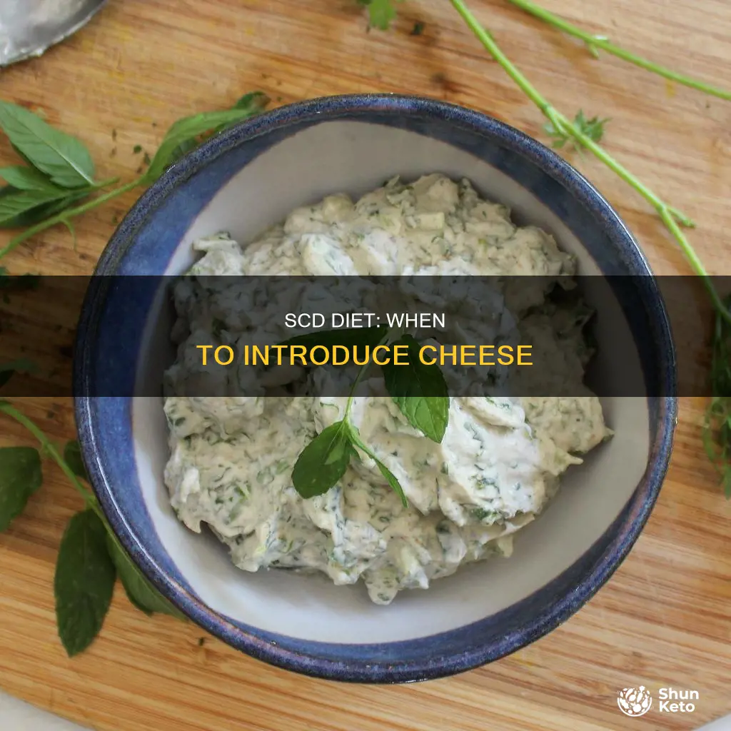when to add cheese to scd diet