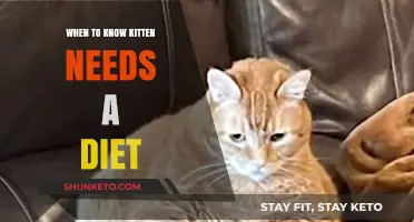 Spotting Weight Gain: Dieting for Your Kitten's Health