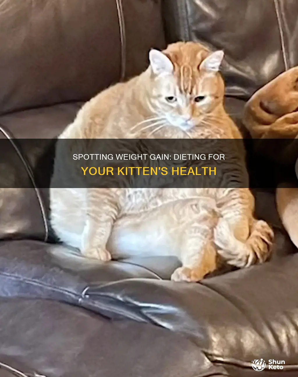 when to know kitten needs a diet