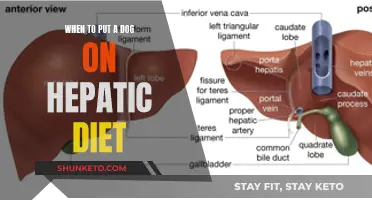 Dog Hepatic Diet: When to Make the Switch?