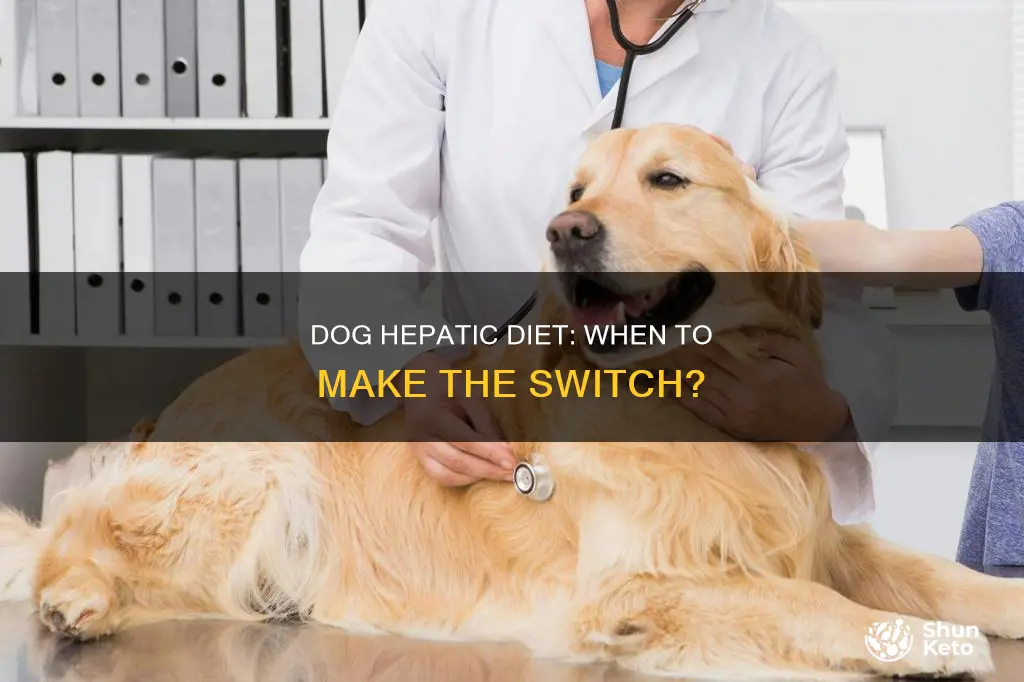 when to put a dog on hepatic diet