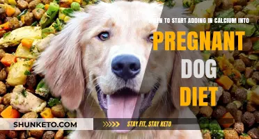 Pregnant Dogs: Calcium Intake Timing and Diet