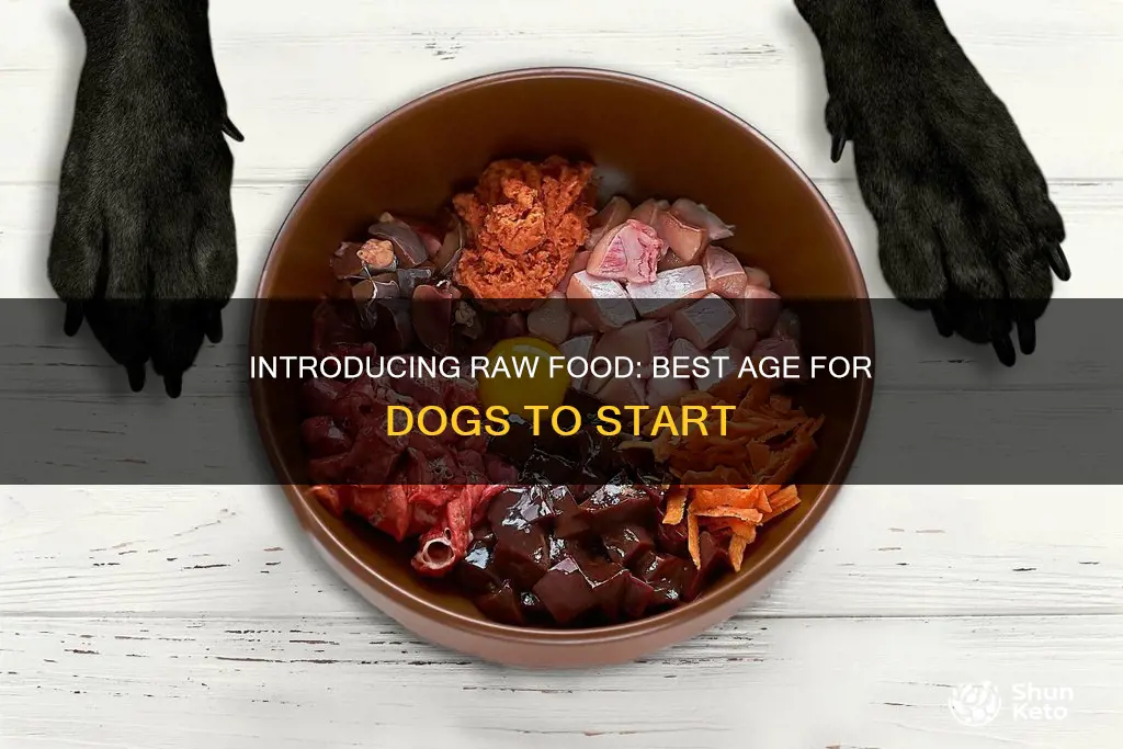 when to start dog on raw diet