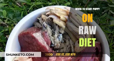 Raw Diet for Puppies: When to Make the Switch?