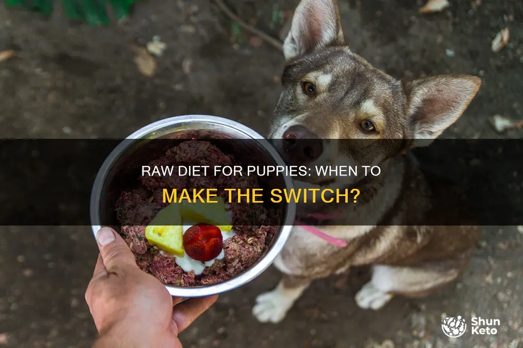 when to start puppy on raw diet