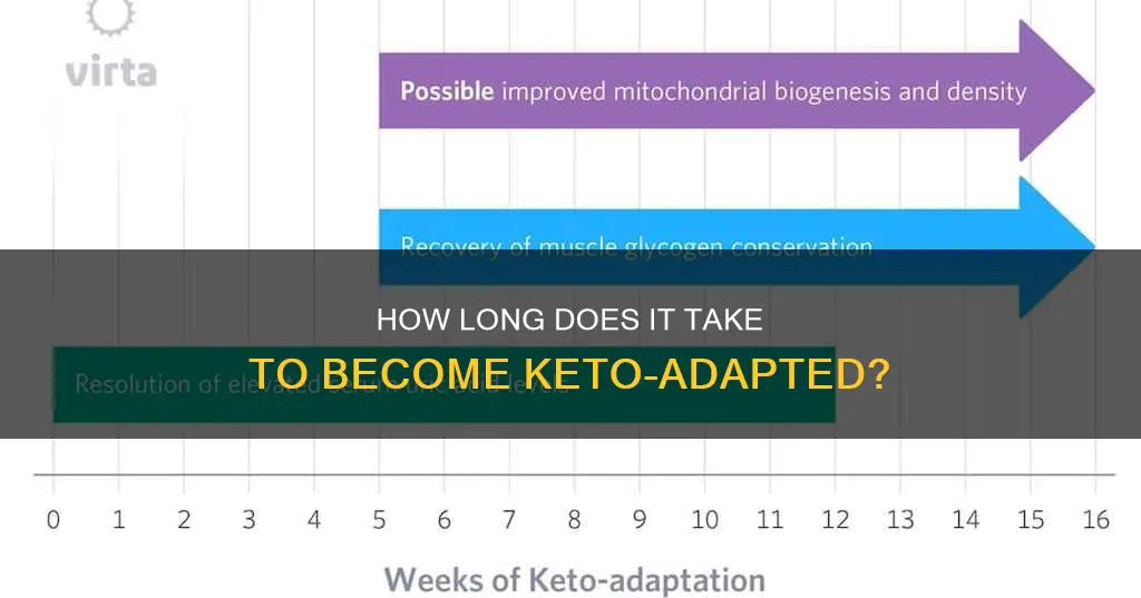 when will I be fully keto adapted